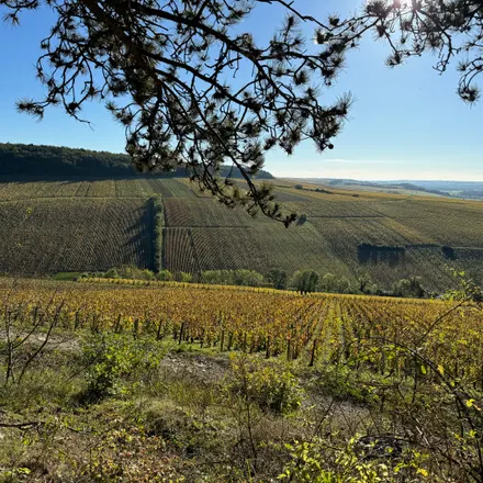 Parcelle de vigne au cœur d'une exploitation viticole